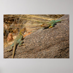 Affiches Lézards à collier de l'Ouest au Colorado