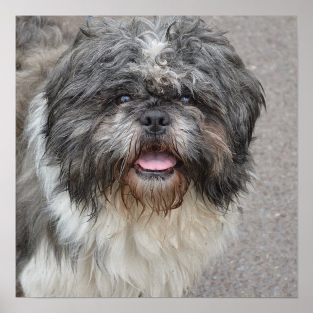 Affiches Lhasa Apso (Devant)