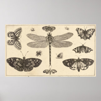 Affiches libellule, coccinelle et papillons