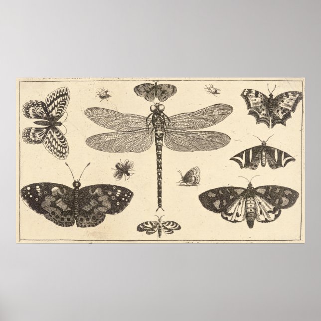 Affiches libellule, coccinelle et papillons (Devant)