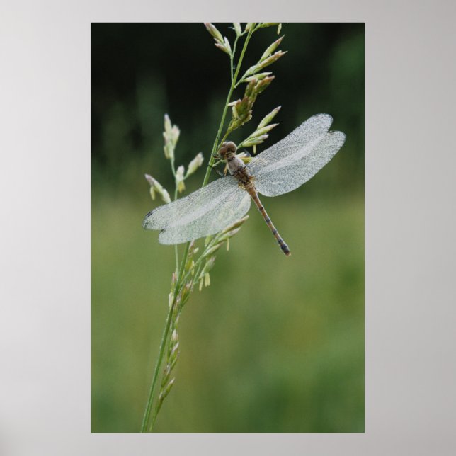 Affiches Libellule Darner couverte de rosée (Devant)
