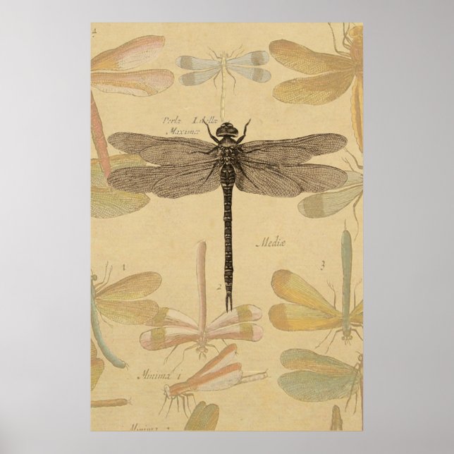 Affiches Libellule Dessin Antique Classique Vintage (Devant)