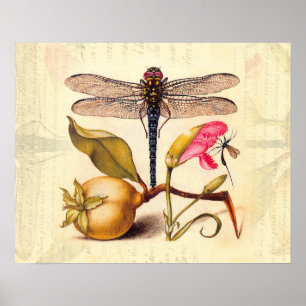 Affiches Libellule Nature Botanique Faune