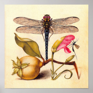 Affiches Libellule Nature Botanique Faune