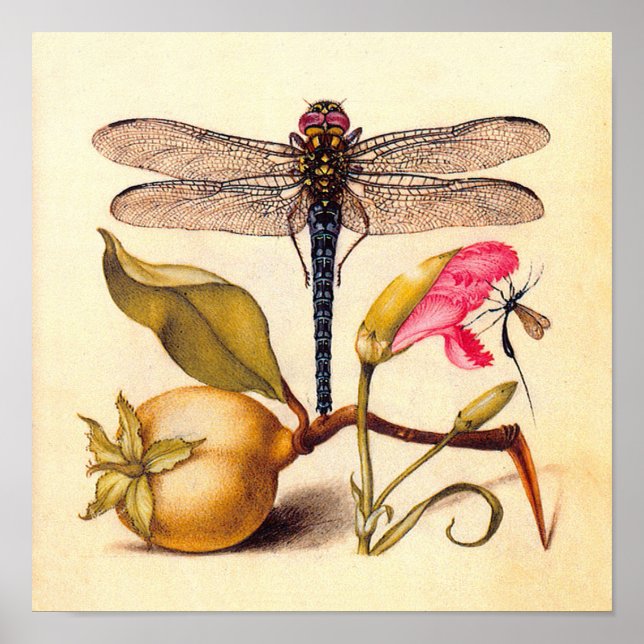 Affiches Libellule Nature Botanique Faune (Devant)