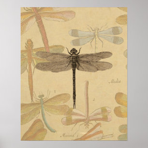 Affiches Libellule Vintage Antique Classique Nature