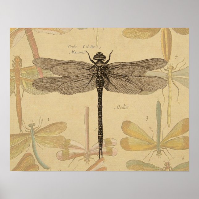 Affiches Libellule Vintage Antique Classique Nature (Devant)