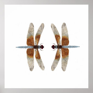 Affiches Libellules d'écumoire de veuve de la remise en jeu