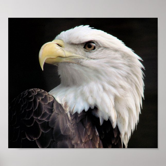 Affiches Liberté (Devant)