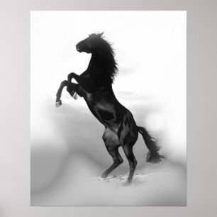 Affiches Liberté du cheval noir blanc d'élevage