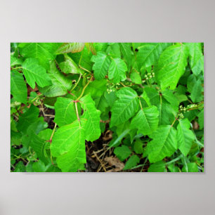 Affiches Lierre de poison