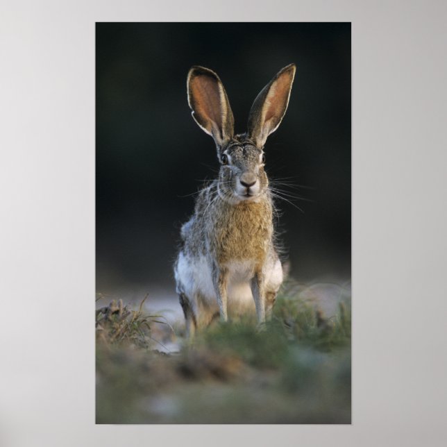 Affiches Lièvre à queue noire, Lepus californicus, 2 (Devant)