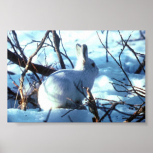 Affiches Lièvres arctiques dans la taille de photo