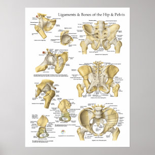 Affiches Ligaments et os anatomiques Hip Pelvis
