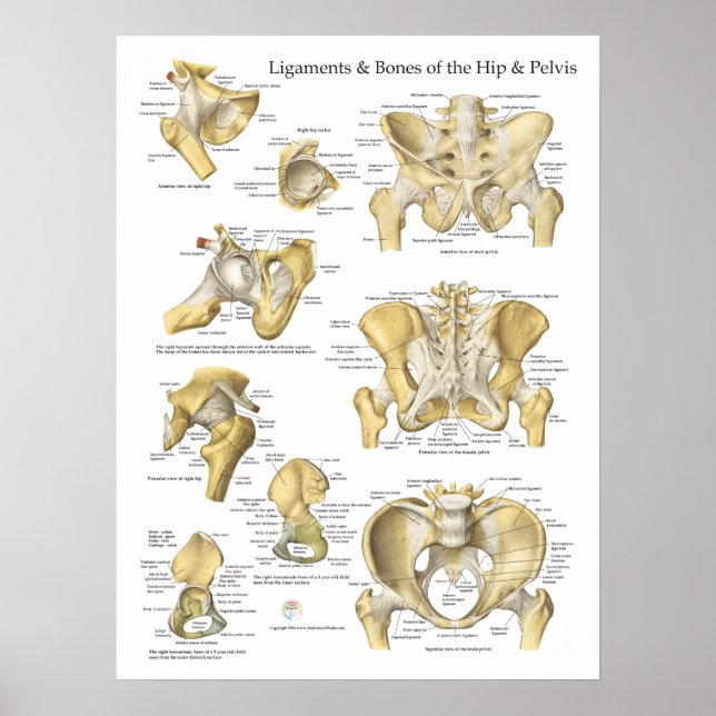 Affiches Ligaments et os anatomiques Hip Pelvis (Devant)