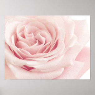 Affiches Light Pink Rose Flower