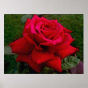 Affiches Light Red Rose