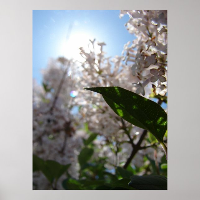 Affiches Lilac (Devant)