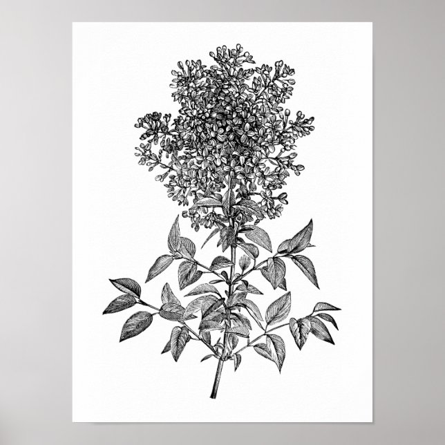 Affiches Lilac (Devant)