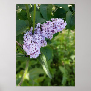 Affiches lilac curtain