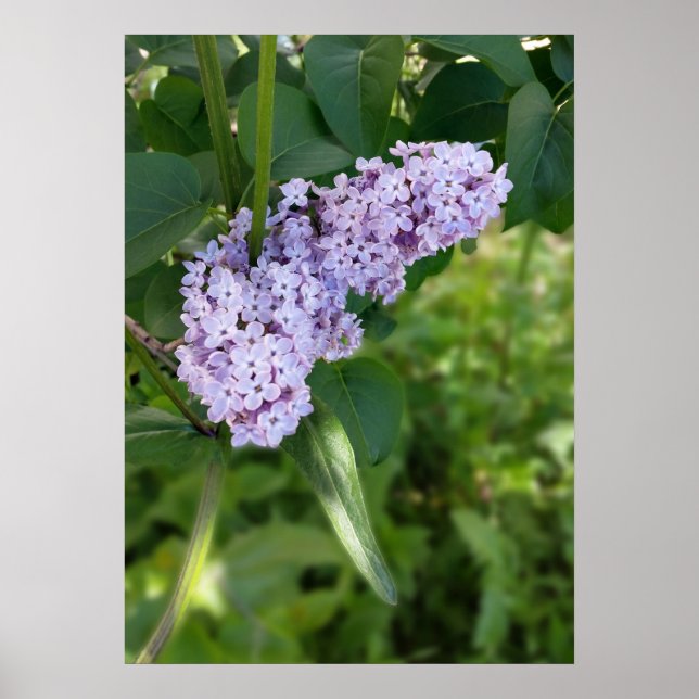 Affiches lilac curtain (Devant)