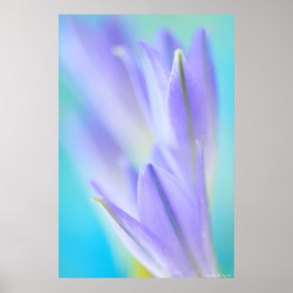 Affiches Lilac Flares