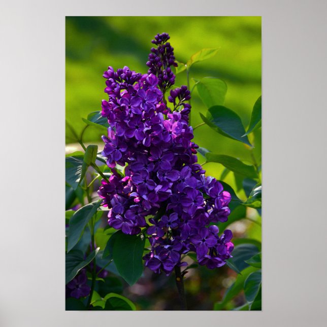 Affiches Lilac français pourpre (Devant)
