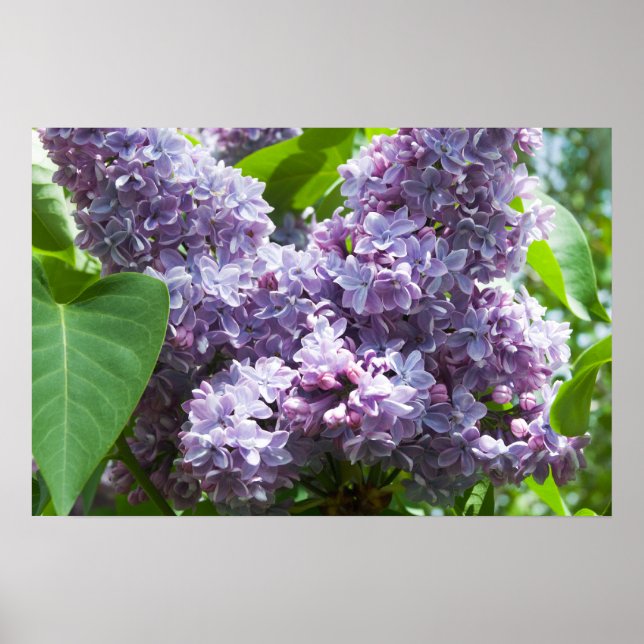 Affiches Lilacs français (Devant)