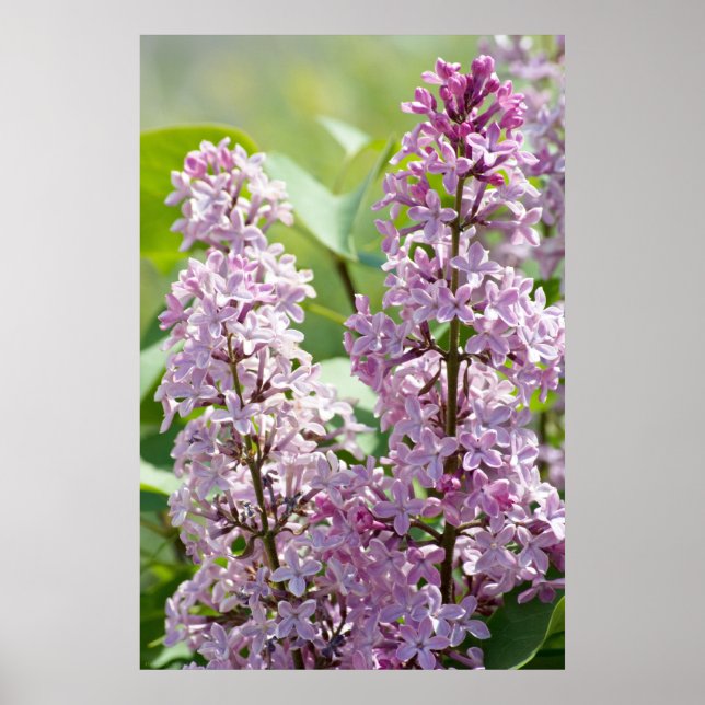 Affiches Lilacs P5390 Imprimer (Devant)