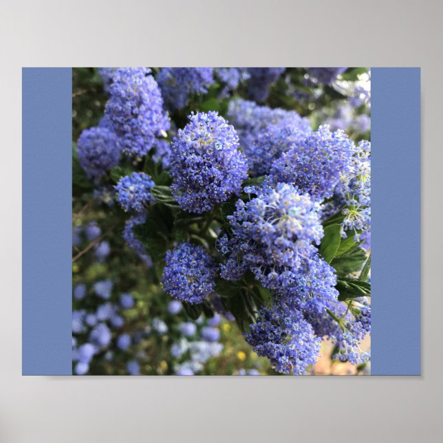 Affiches Lilacs sauvages (Devant)