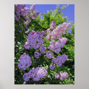 Affiches Lilas