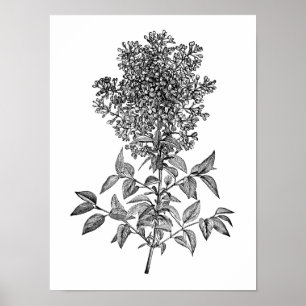 Affiches Lilas