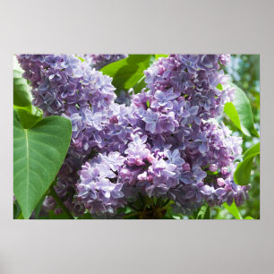 Affiches Lilas français