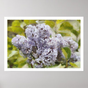 Affiches Lilas pourpre