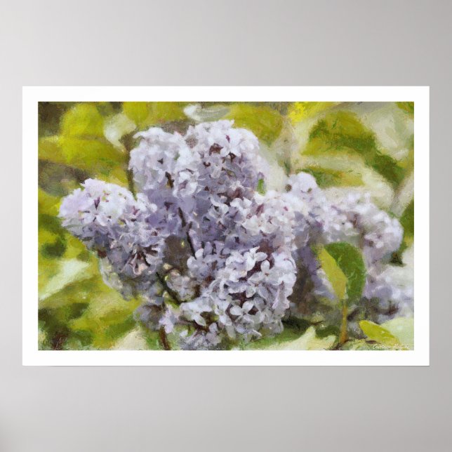 Affiches Lilas pourpre (Devant)