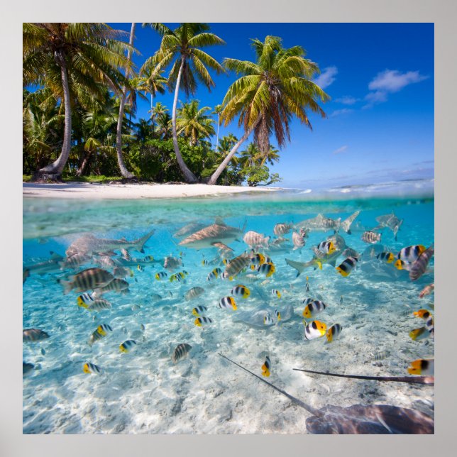 Affiches L'île tropicale sous et au-dessus de l'eau (Devant)