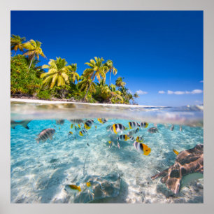Affiches L'île tropicale sous et au-dessus de l'eau