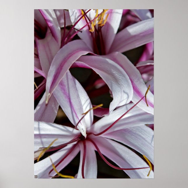 Affiches Lilies (Devant)