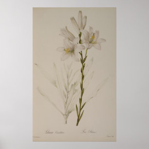 Affiches Lilium Candidum, de "Les Liliacées", 1807