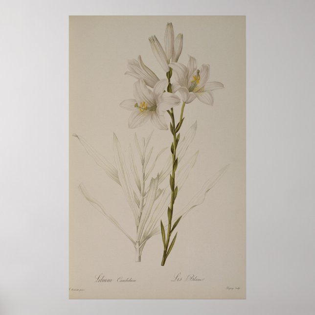 Affiches Lilium Candidum, de "Les Liliacées", 1807 (Devant)