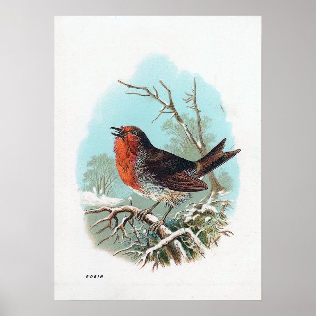 Affiches L'illustration de Robin Vintage Bird (Devant)