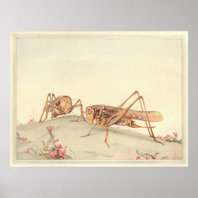 Affiches L'illustration du livre d'insectes DECTICUS FACE B (Devant)