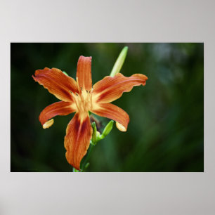 Affiches Lily 6588 Imprimer