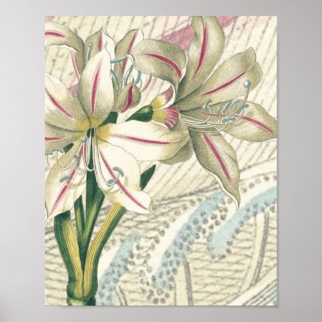 Affiches Lily avec l'élargissement (Devant)