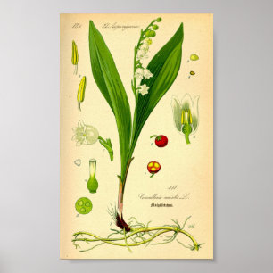 Affiches Lily de la Vallée (Convallaria majalis)