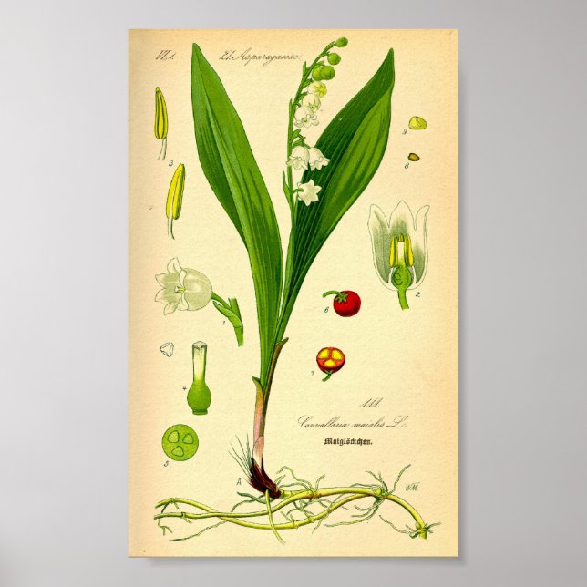 Affiches Lily de la Vallée (Convallaria majalis) (Devant)