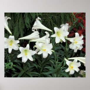 Affiches Lily de Pâques (Lilium regale)