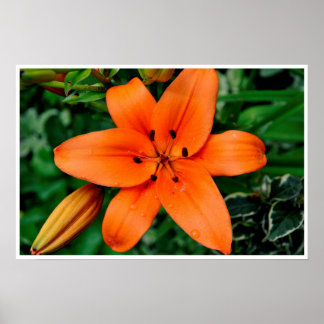Affiches Lily orange