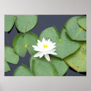 Affiches Lily Pad