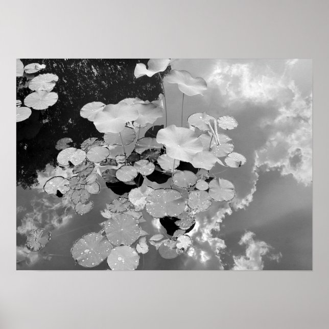 Affiches Lily Pads (Devant)